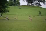 Deer Dallam Park Milnthorpe Cumbria