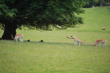 Deer Dallam Park Milnthorpe Cumbria