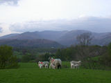 Sheep, Sheep Cumbria