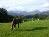 Horse Cumbria,Horse in Field Lake District Horse
