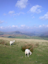 Coney Fell Sheep Cumbria