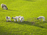 Lambs, Herdwick Sheep Cumbria