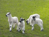 Lambs, Herdwick Sheep Cumbria