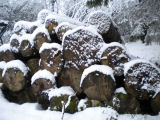 logs in snow